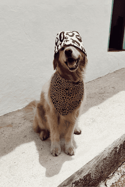 Golden retriever con bandana y gorro de estampado animal.