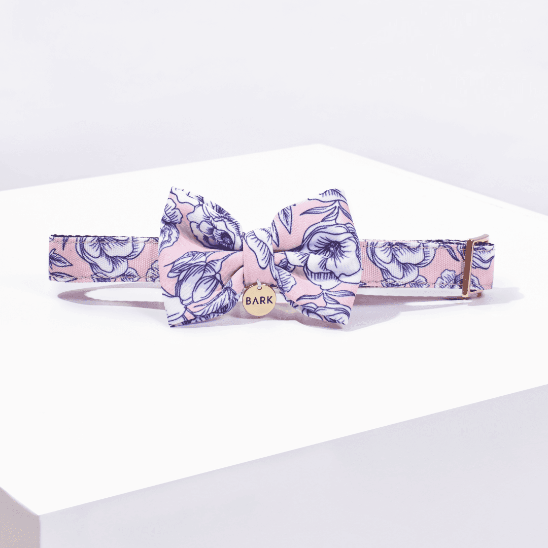 SET COLLAR + CORBATIN WHITE ROSES